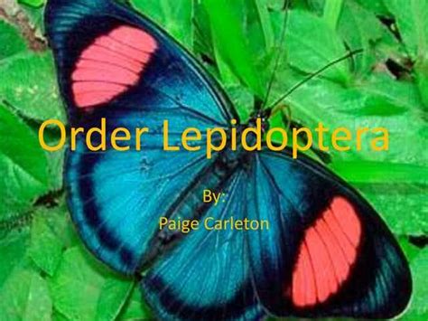 Lepidoptera Biography