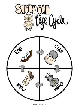 Life Cycle and Reproduction of Enchanting Snowy Owls