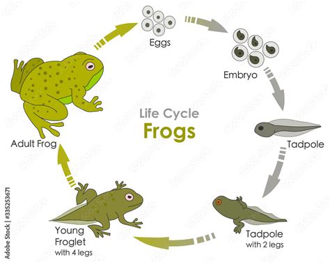 Life Cycle of Amphibians: The Stages of Tadpole Development