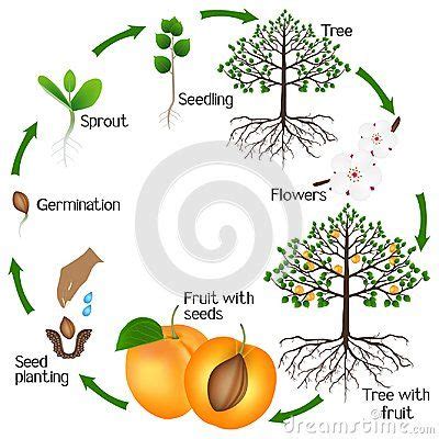 Life Cycle of the Magnificent Mango Tree