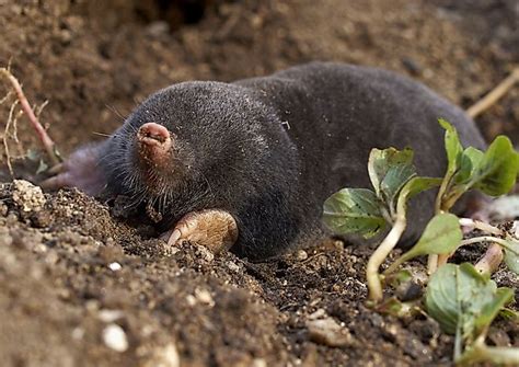 Life in the Dark: The Exceptional Adaptations of Underground Species