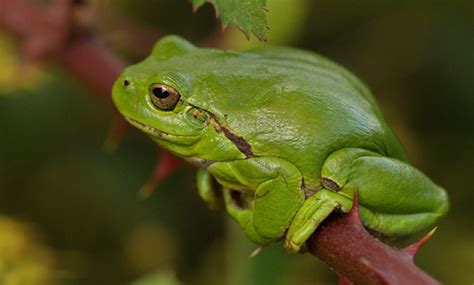 Life in the Shadows: Investigating the Habitat and Behavior of the Mysterious Amethyst Amphibian