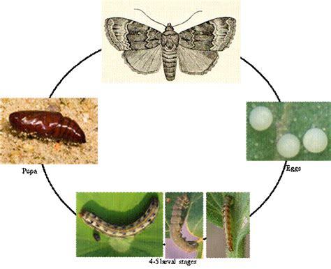 Lifespan and Longevity of Lepidoptera