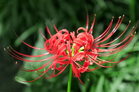 Lilly Spider Biography