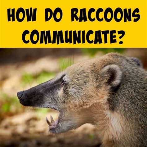 Linguistic Abilities of Raccoons: Can They Truly Communicate?