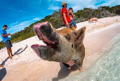 Living the Island Life: Exploring the Piggy Paradises