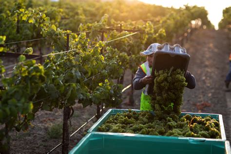 Living the Vineyard Life: Behind the Scenes of Grape Harvesting