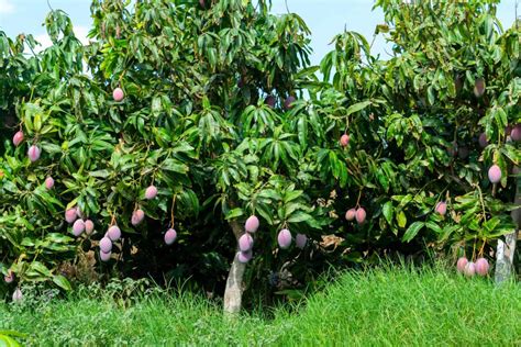 Locating the Finest Mango Trees for a Fruity Paradise