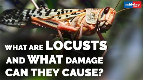 Locusts as a Metaphor for Destruction and Chaos