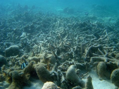 Lost Ecosystems: The Enigma of Disappearing Marine Life