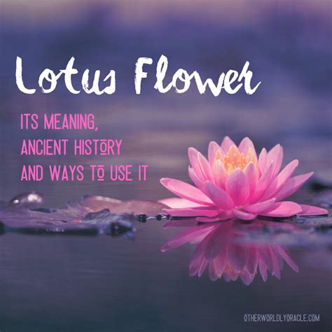 Lotus Flower: An Allegory of Spiritual Enlightenment