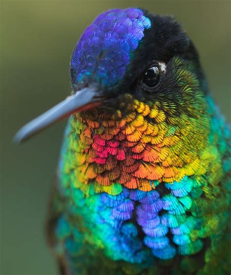 Love Birds' Vibrant Plumage and Its Significance