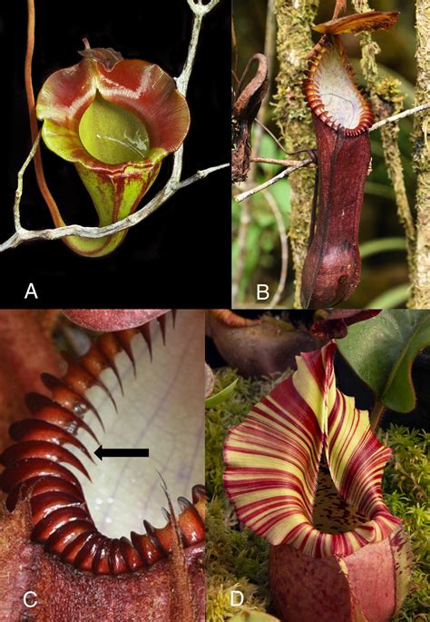 Luring in Prey: The Fascinating Mechanics of Carnivorous Plant Traps