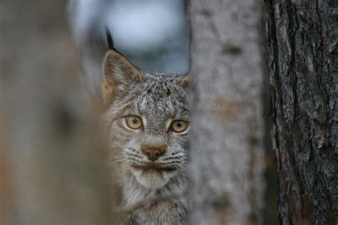 Lynx at Risk: The Challenges to their Survival