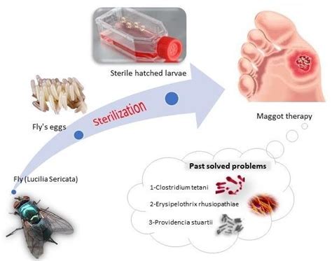 Maggot Therapy: Harnessing the Power of Larvae to Combat Persistent Infections