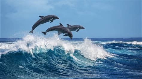 Magnificent Beings: Conquer the Waves alongside a Dolphin