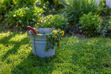 Maintaining a Garden Free from Unwanted Vegetation: Ongoing Care and Oversight