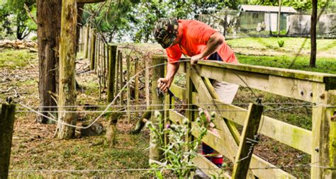 Maintenance Tips for Extending the Lifespan of Your Fence