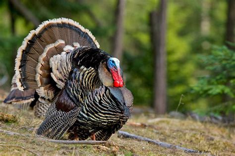 Majestic Birds: Wild Turkeys in their Habitat