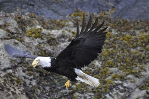 Majesty in Flight: Understanding the Physical Characteristics of the Ivory Eagle