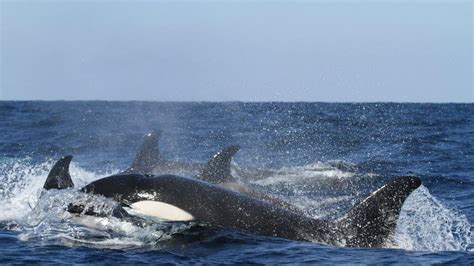 Making a Connection: Understanding Orcas' Unique Behavior