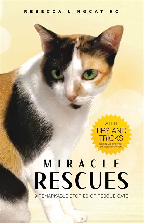 Making a Difference: Tales of Successful Feline Rescues