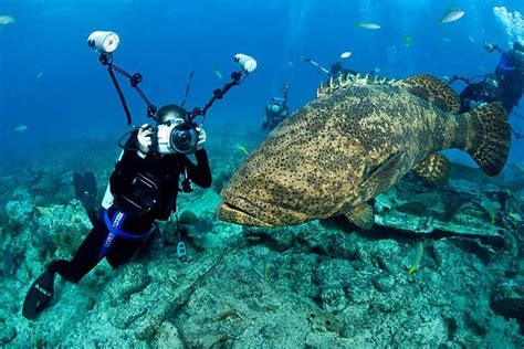 Making the Vision a Reality: The Potential of Underwater Tourism