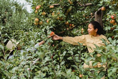 Managing Diseases in Your Apple Orchard: Prevention and Treatment