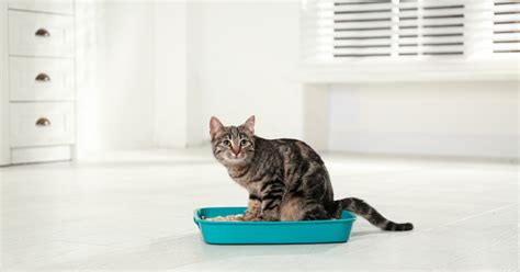 Managing Feeding and Litter Box Requirements