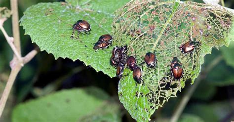 Managing Infestations of Pests and Diseases