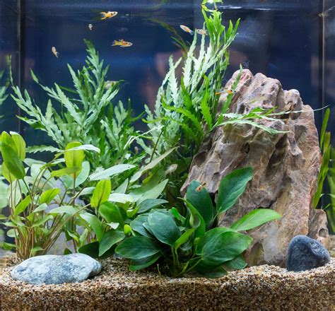 Managing the Aquatic Environment: Selecting Suitable Fish and Plants