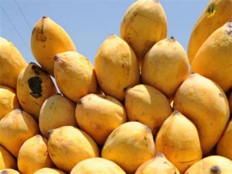 Mango Festivals Around the World: Celebrating the King of Fruits