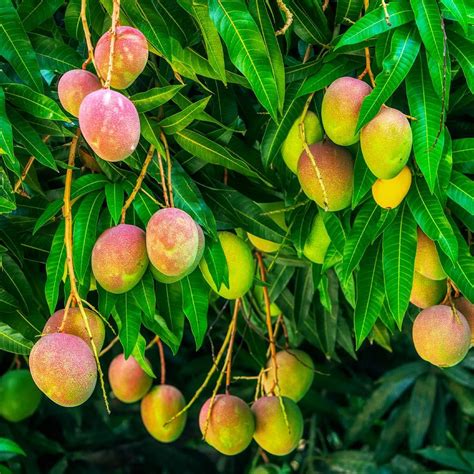 Mango Varieties Worth Pilfering: From Alphonso to Manila