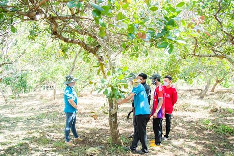 Market Trends and Demand: Ensuring a Successful Cashew Harvest