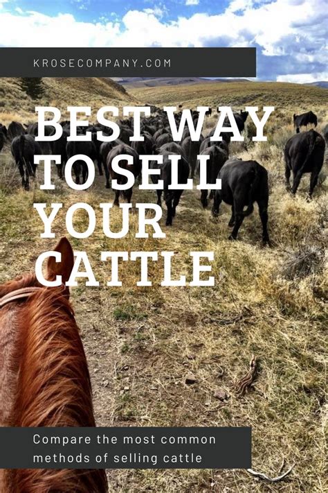 Marketing and Selling Your Cattle: Strategies for Success