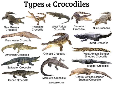 Marvel at the Astonishing Variety of Aquatic Crocodile Species