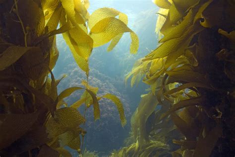 Marveling at the Vast Variety of Seaweed and Algae