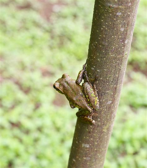 Master of Disguise: How Teeny Frogs Utilize Camouflage to Survive