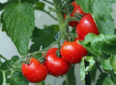 Master the Art of Caring for and Maintaining Tomato Plants