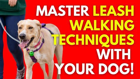 Mastering Loose Leash Walking: The Key to Effective Leash Training