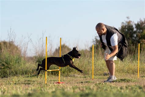 Mastering Vital Techniques to Foster a Polite and Disciplined Canine Comrade