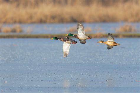 Mastering the Art of Duck Calling: Attracting Them from Afar