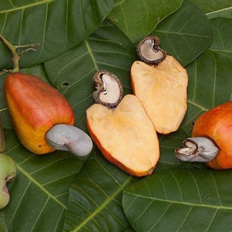 Mastering the Art of Hand-Harvesting Cashews