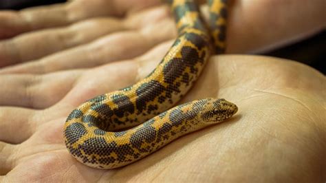 Mastering the Art of Handling: Techniques for Safely and Confidently Interacting with Your Serpent Companion