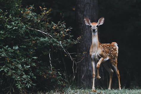 Mastering the Art of Tracking and Field Dressing: Essential Techniques for a Successful Hunt