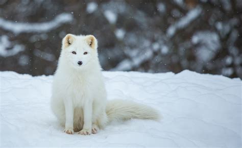 Masters of Adaptation: How Arctic Foxes Thrive