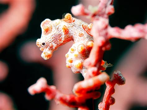 Masters of Camouflage: Blending In with the Underwater World