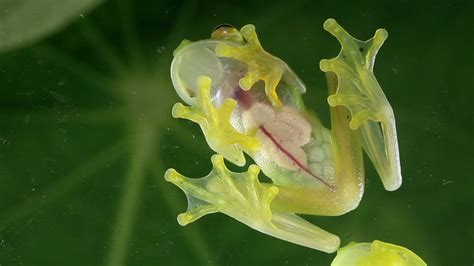 Masters of Stealth: How Aquatic Frogs Blend Seamlessly into their Environments