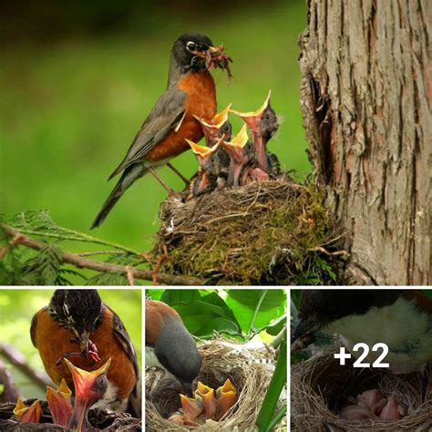 Maternal Instincts: Exploring the Nurturing Behaviors Explored in Avian Reproduction Fantasies