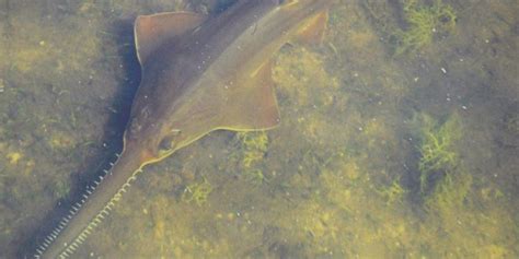 Mating and Reproduction: Unraveling the Mysteries of Sawfish Procreation